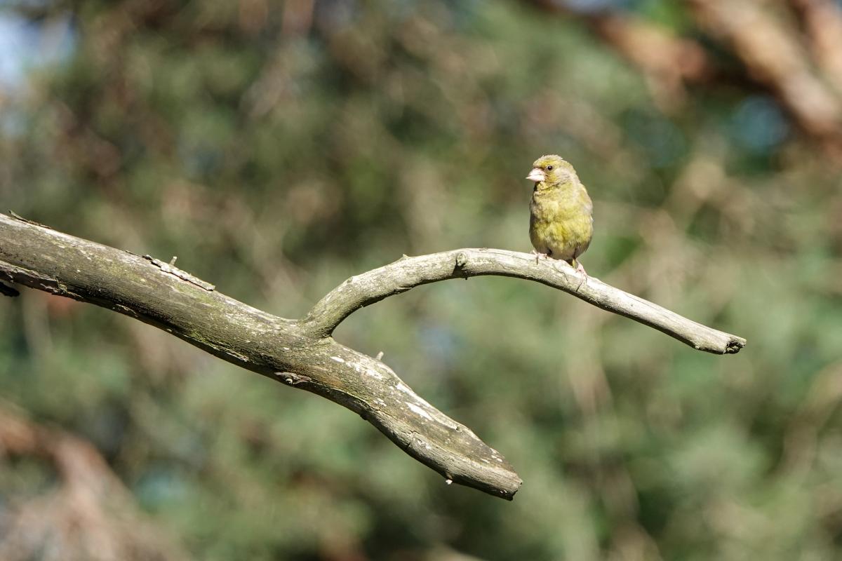 European Greenfinch (Carduelis chloris), Ungurio, Statkonys, Vilniaus apskritis, Lithuania, 2025-07-12 European Greenfinch (Carduelis chloris)