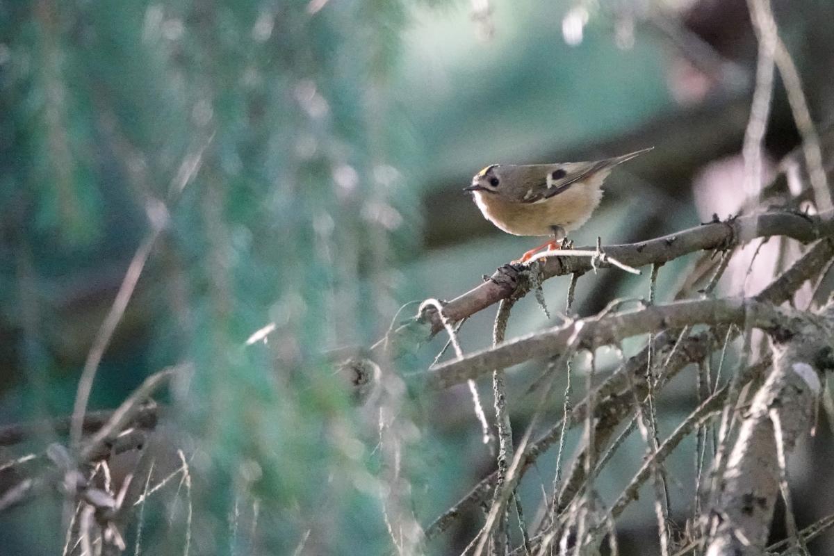 Goldcrest (Regulus regulus)