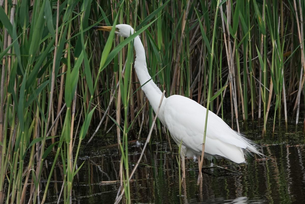 Great Egret (Ardea alba)