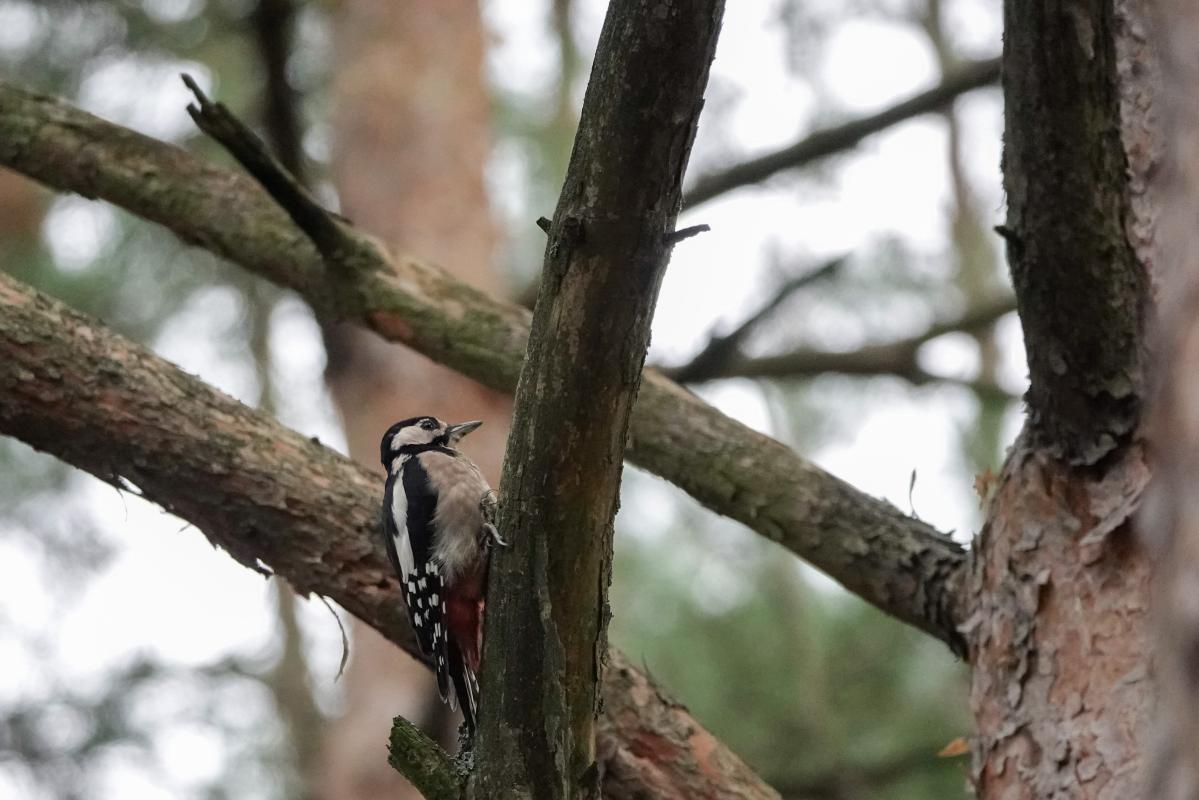 Great Spotted Woodpecker (Dendrocopos major)