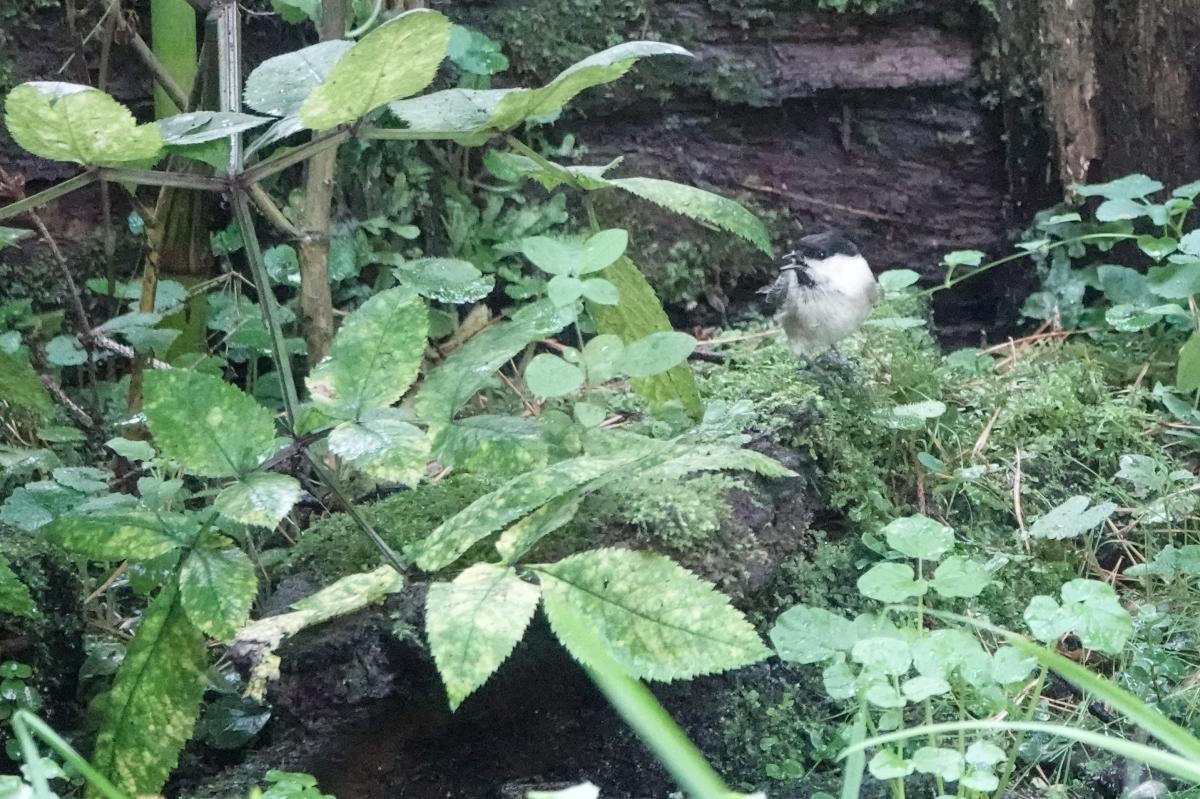 Marsh tit (Poecile palustris)