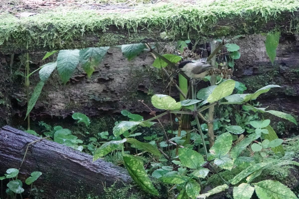 Marsh tit (Poecile palustris)