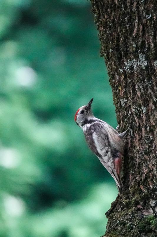 Middle spotted woodpecker (Dendrocoptes medius), Bernardine Garden, Vilnius, Vilniaus apskritis, Lithuania, 2025-06-09 Middle spotted woodpecker (Dendrocoptes medius)