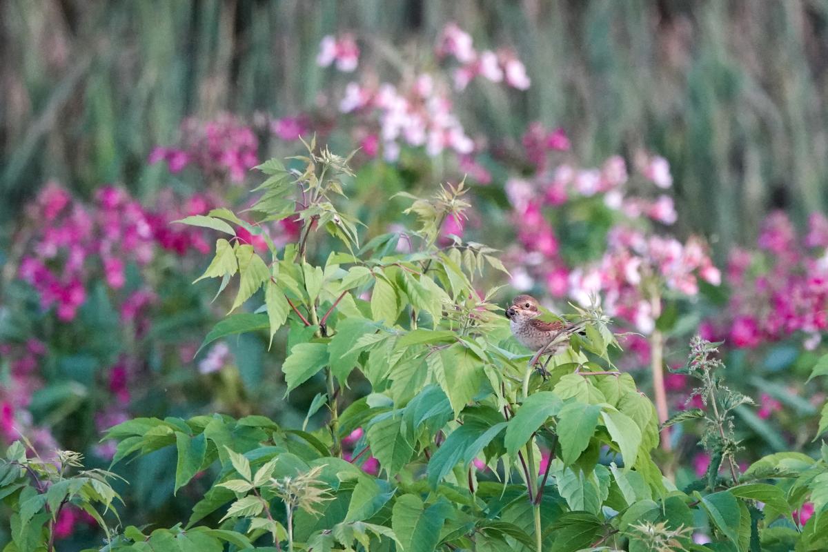 Red-backed Shrike (Lanius collurio)