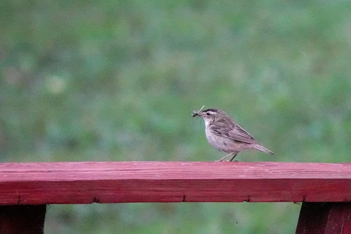 Sedge warbler (Acrocephalus schoenobaenus)