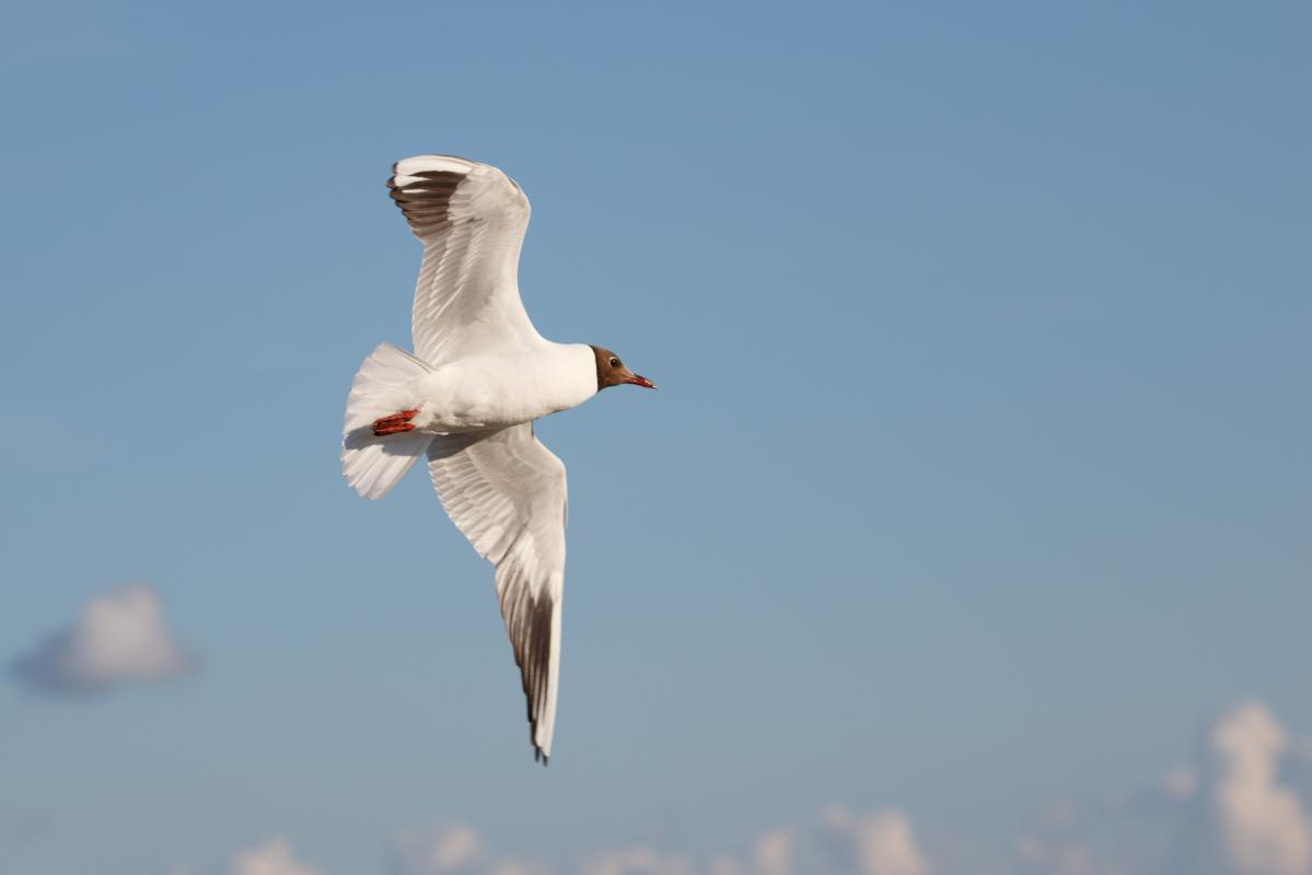 Black-headed Gull (Chroicocephalus ridibundus)