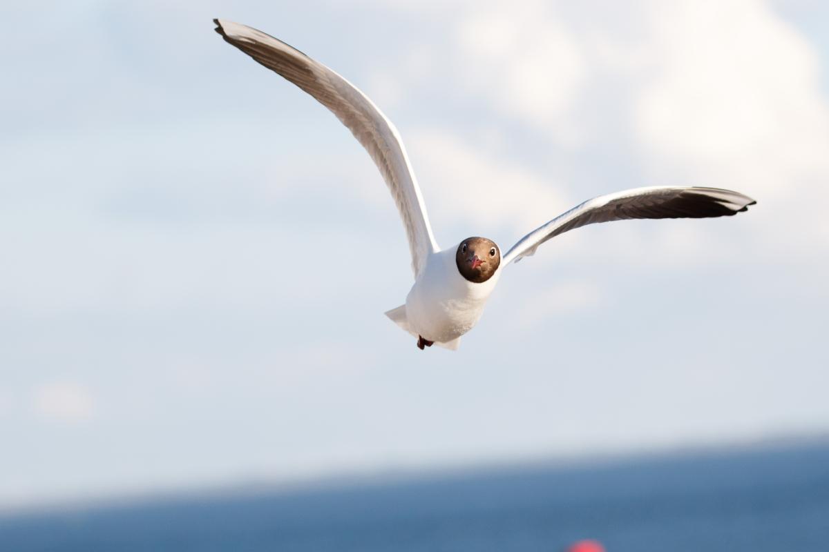 Black-headed Gull (Chroicocephalus ridibundus)
