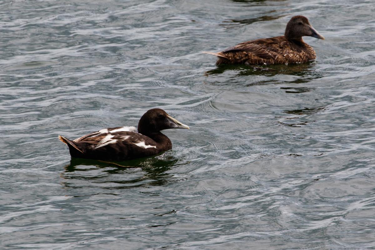 Common eider (Somateria mollissima), Oosterend, Noord-Holland, Netherlands, 2016-07-13 Common eider (Somateria mollissima)