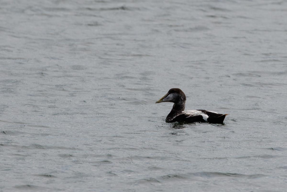 Common eider (Somateria mollissima), Oosterend, Noord-Holland, Netherlands, 2016-07-13 Common eider (Somateria mollissima)