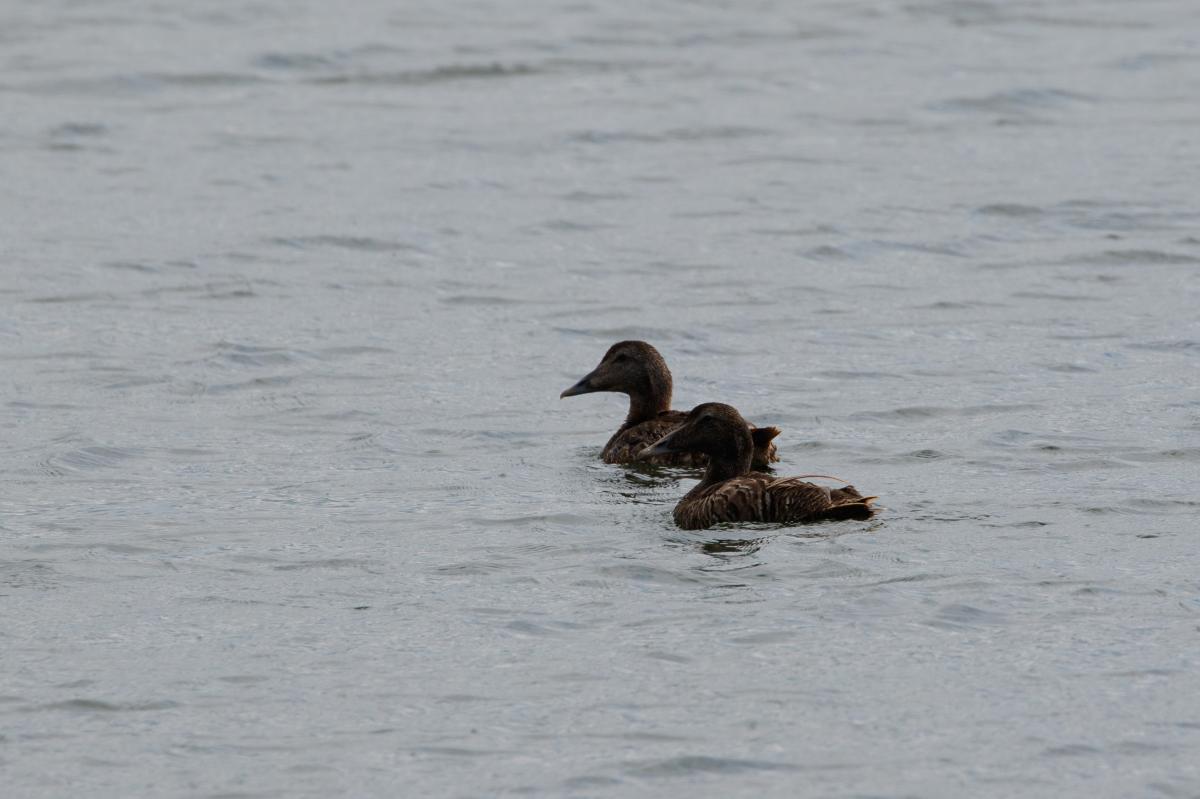 Common eider (Somateria mollissima), Oosterend, Noord-Holland, Netherlands, 2016-07-13 Common eider (Somateria mollissima)