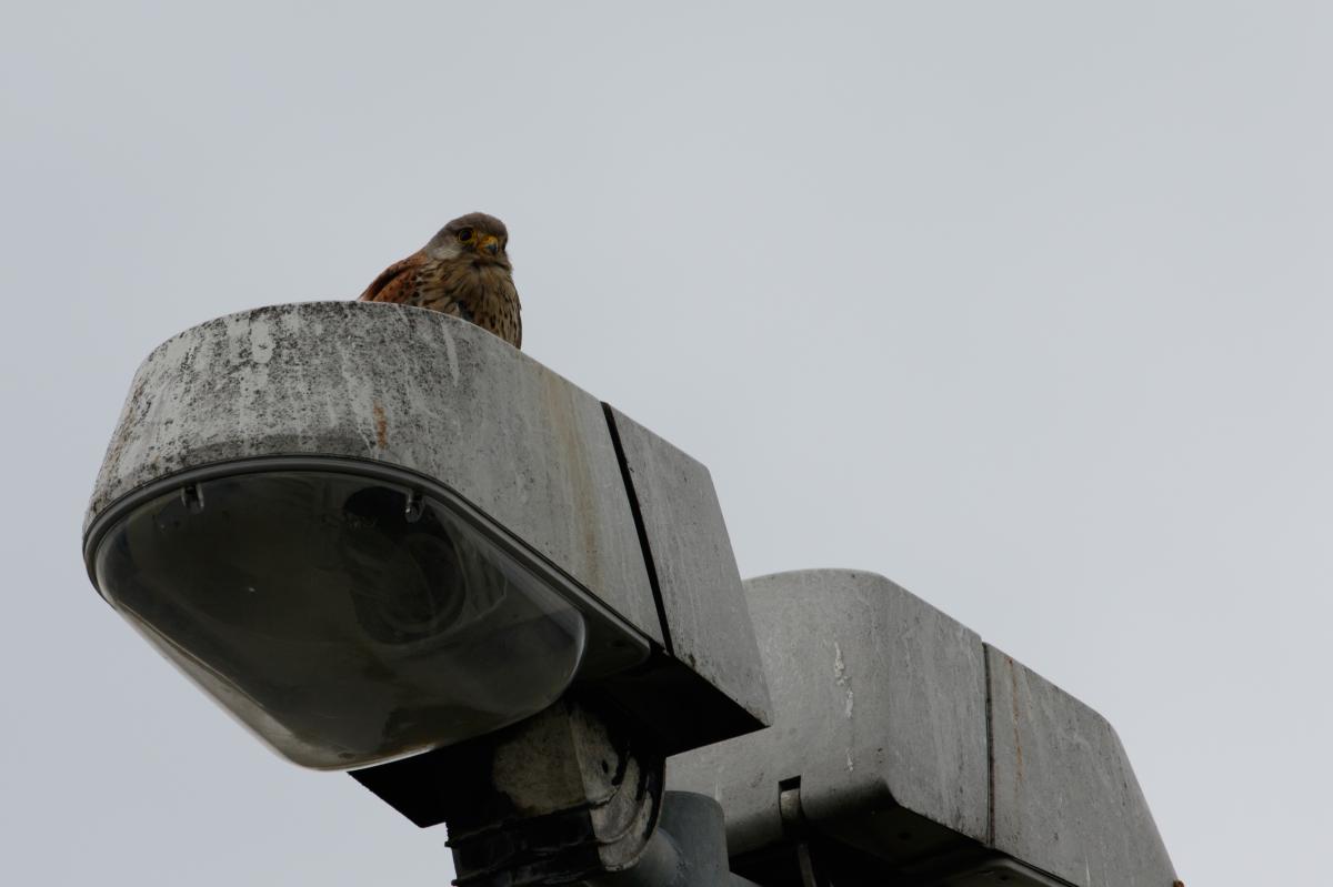 Common kestrel (Falco tinnunculus), Den Hoorn Texel, Noord-Holland, Netherlands, 2016-07-13 Common kestrel (Falco tinnunculus)