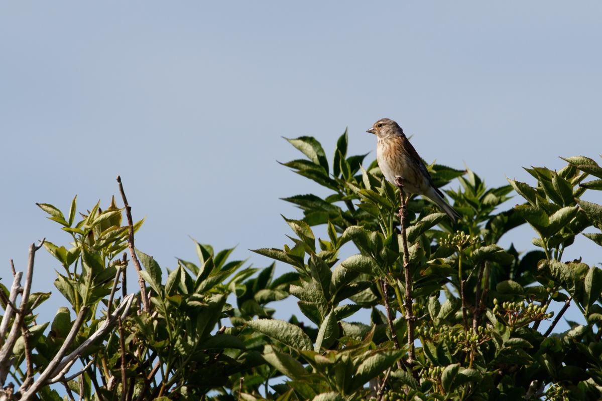 Common Linnet (Carduelis cannabina), De Cocksdorp, Noord-Holland, Netherlands, 2016-07-13 Common Linnet (Carduelis cannabina)