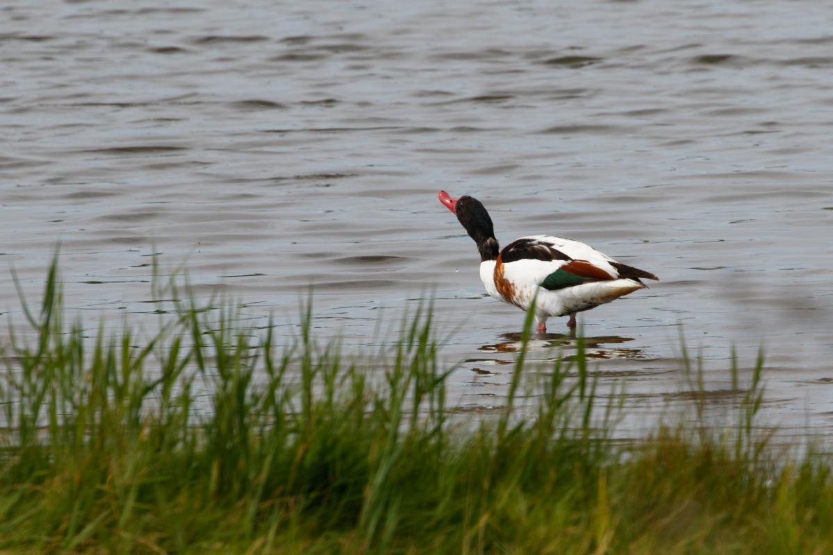 Common Shelduck (Tadorna tadorna)