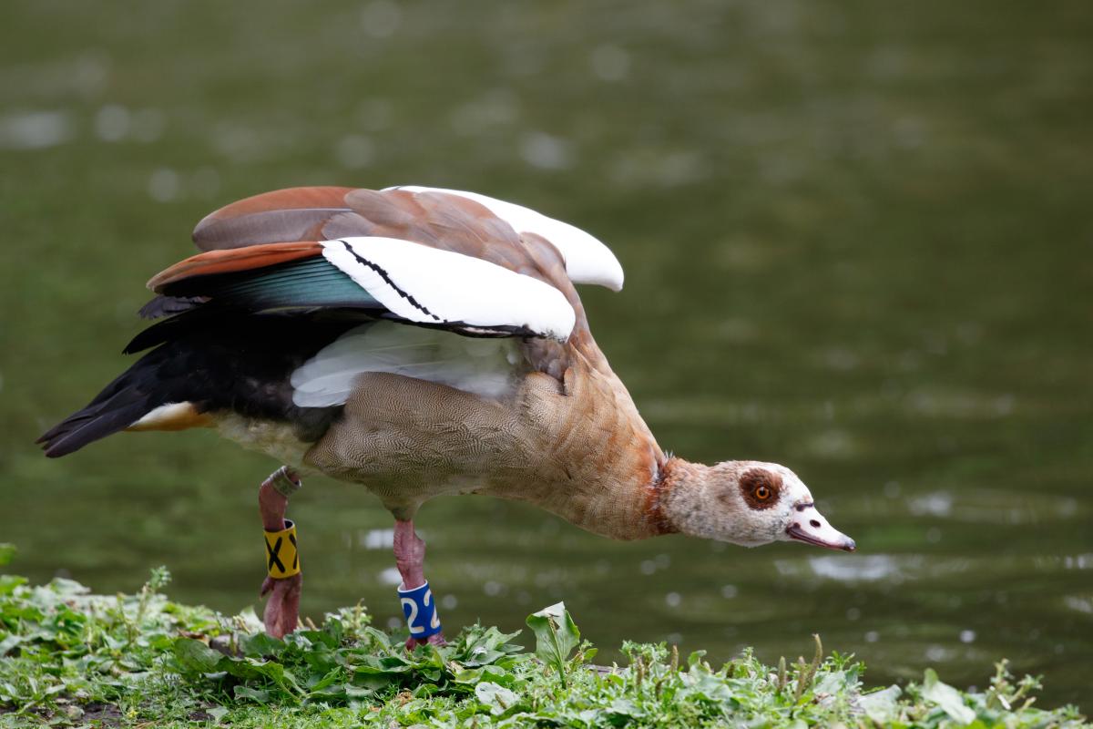 Egyptian goose (Alopochen aegyptiacus), Amsterdam, Noord-Holland, Netherlands, 2016-07-09 Egyptian goose (Alopochen aegyptiacus)