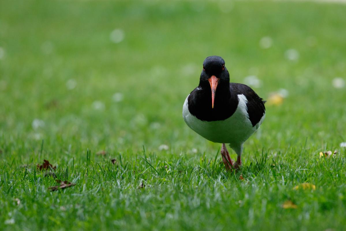 Eurasian oystercatcher (Haematopus ostralegus), Amsterdam, Noord-Holland, Netherlands, 2016-07-09 Eurasian oystercatcher (Haematopus ostralegus)