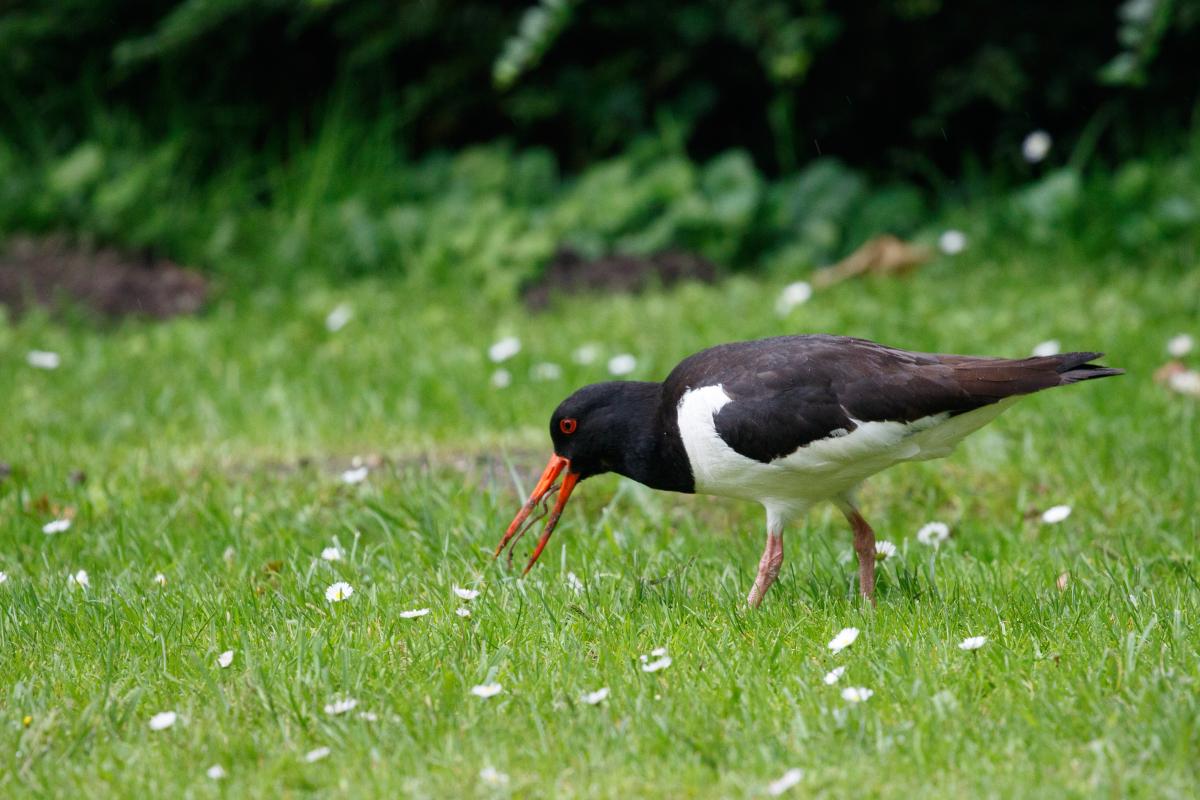 Eurasian oystercatcher (Haematopus ostralegus), Amsterdam, Noord-Holland, Netherlands, 2016-07-09 Eurasian oystercatcher (Haematopus ostralegus)