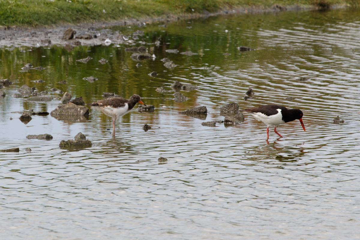 Eurasian oystercatcher (Haematopus ostralegus), Oudeschild, Noord-Holland, Netherlands, 2016-07-13 Eurasian oystercatcher (Haematopus ostralegus)