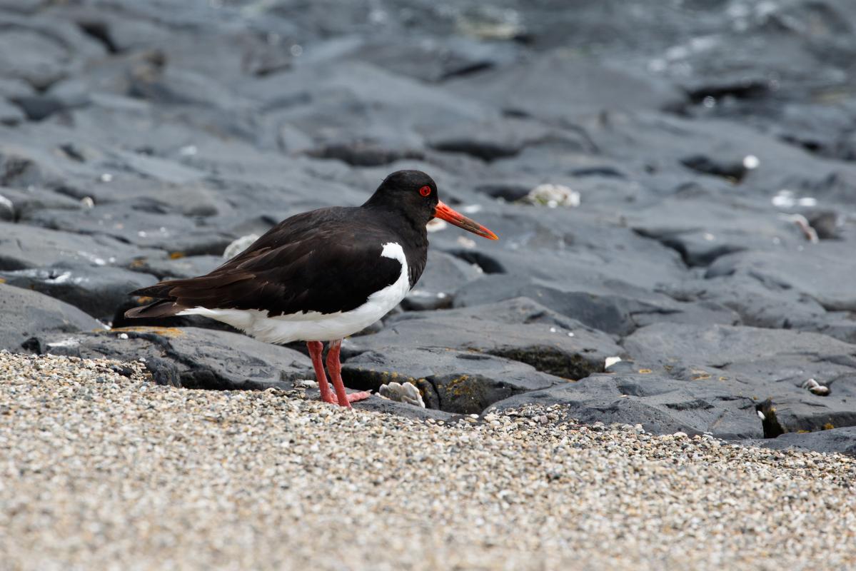 Eurasian oystercatcher (Haematopus ostralegus), Oosterend, Noord-Holland, Netherlands, 2016-07-13 Eurasian oystercatcher (Haematopus ostralegus)