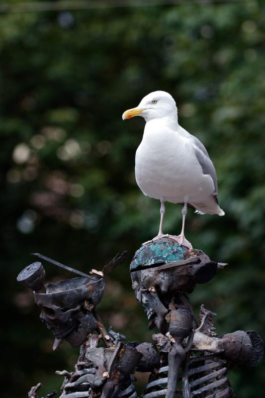 European herring gull (Larus argentatus), Den Haag, Zuid-Holland, Netherlands, 2016-07-12 European herring gull (Larus argentatus)