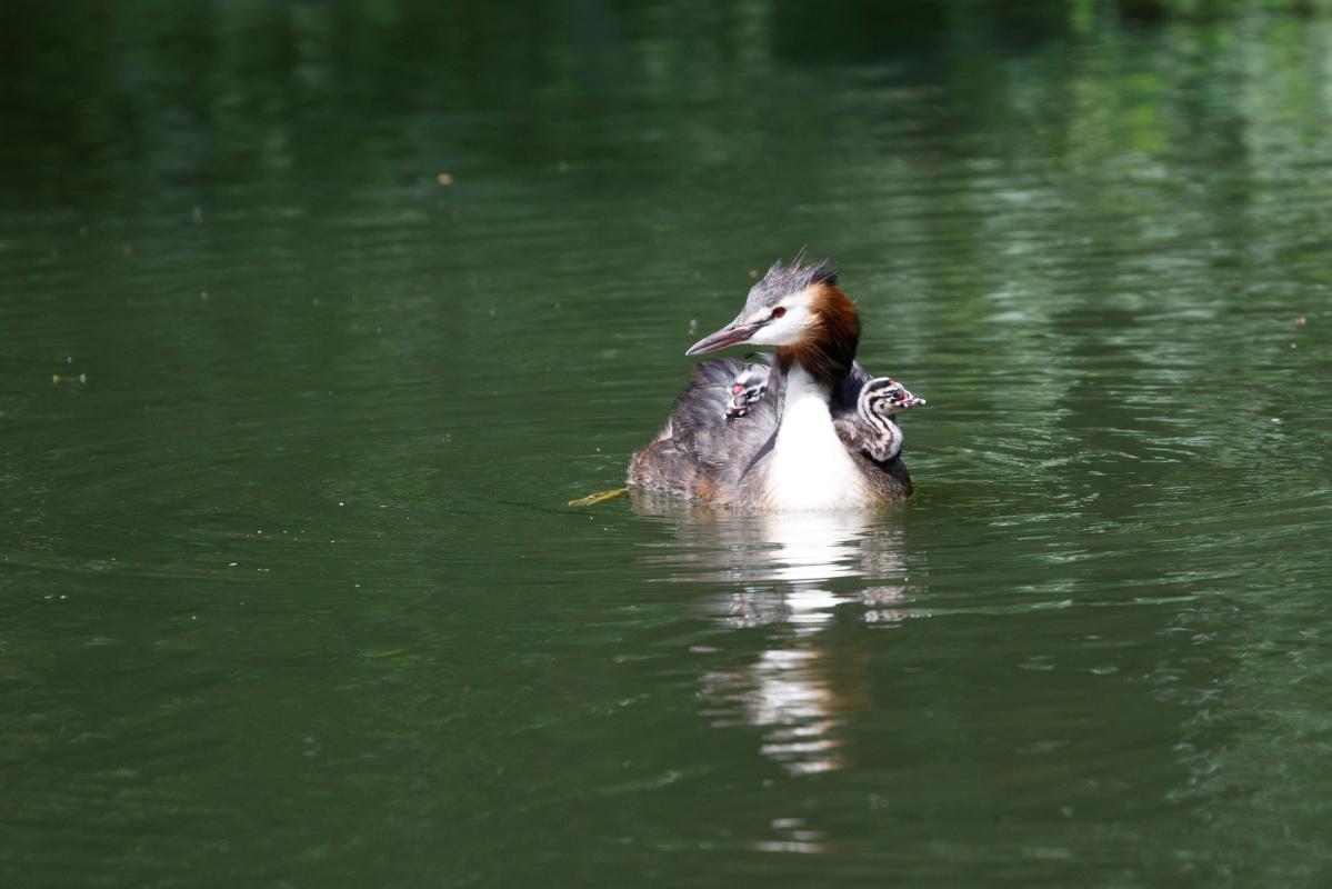 Great Crested Grebe (Podiceps cristatus), Overveen, Noord-Holland, Netherlands, 2016-07-10 Great Crested Grebe (Podiceps cristatus)