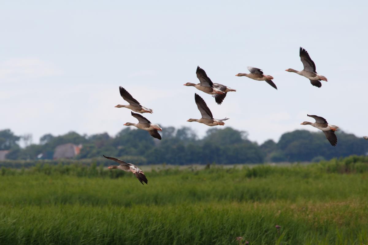 Greylag Goose (Anser anser)