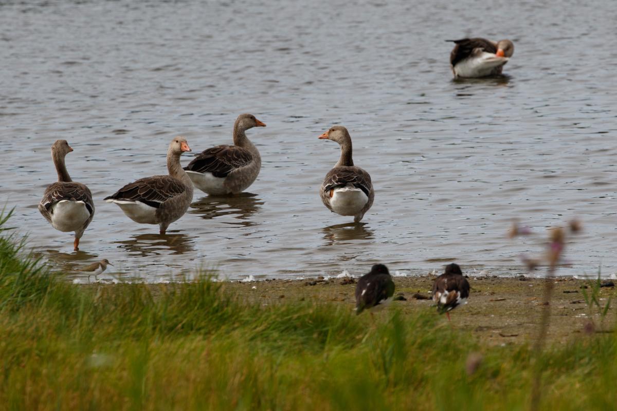 Greylag Goose (Anser anser)