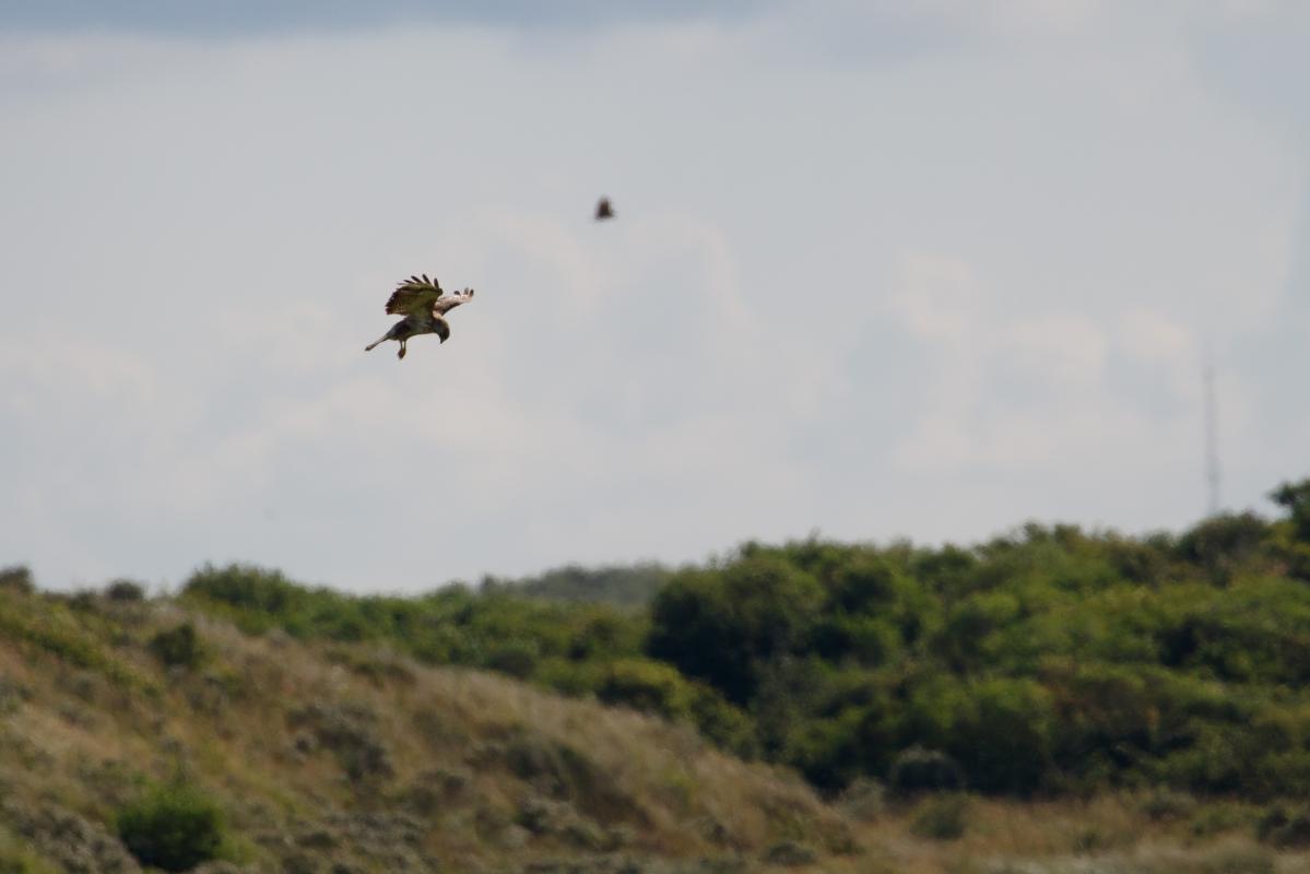 Hen harrier (Circus cyaneus)