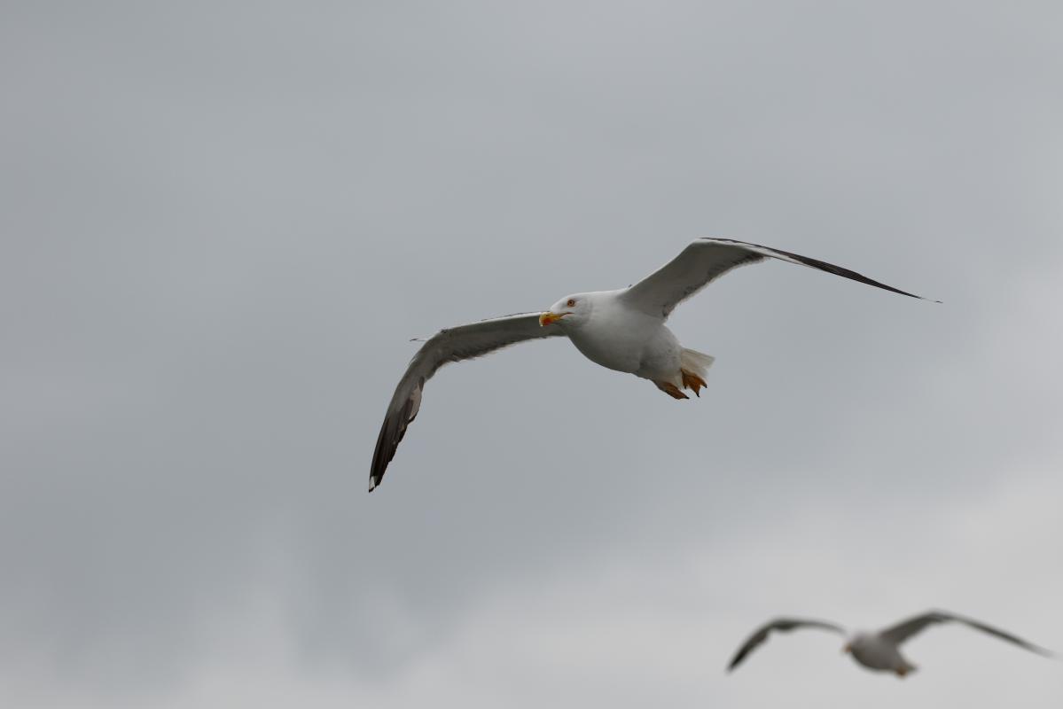 Lesser black-backed gull (Larus fuscus)