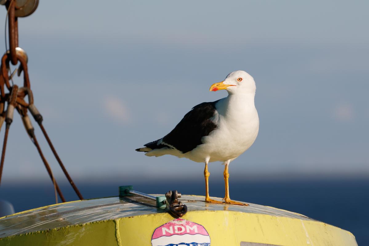 Lesser black-backed gull (Larus fuscus)