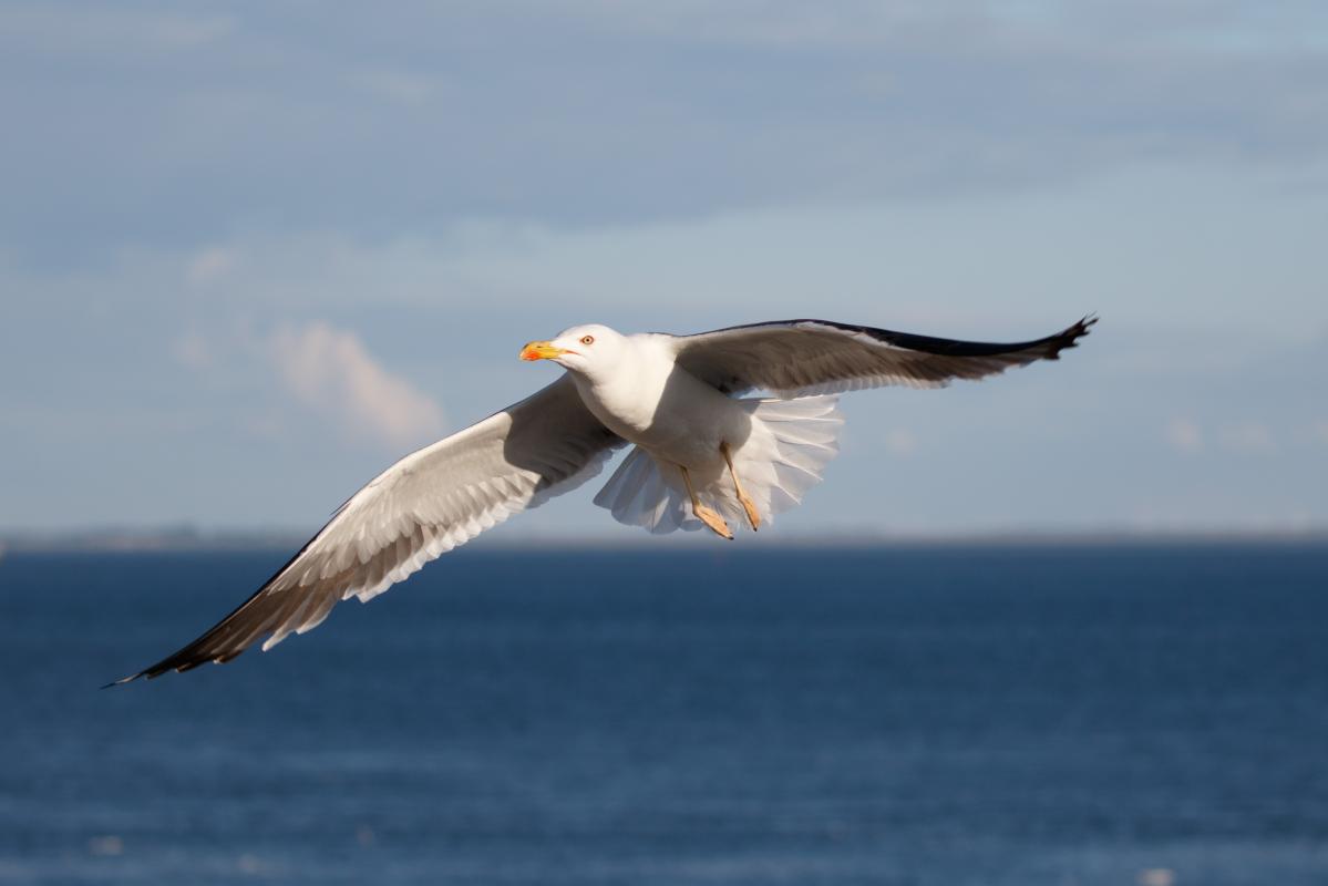 Lesser black-backed gull (Larus fuscus)