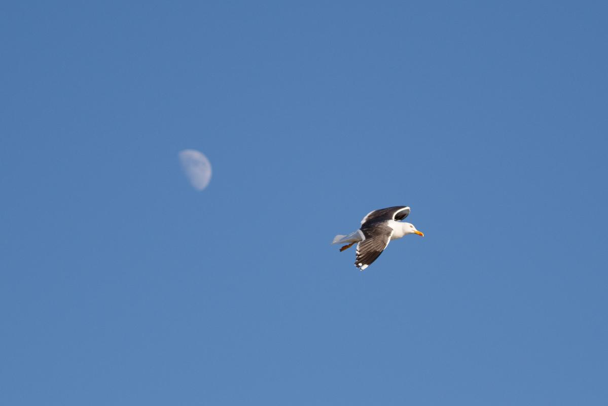 Lesser black-backed gull (Larus fuscus)