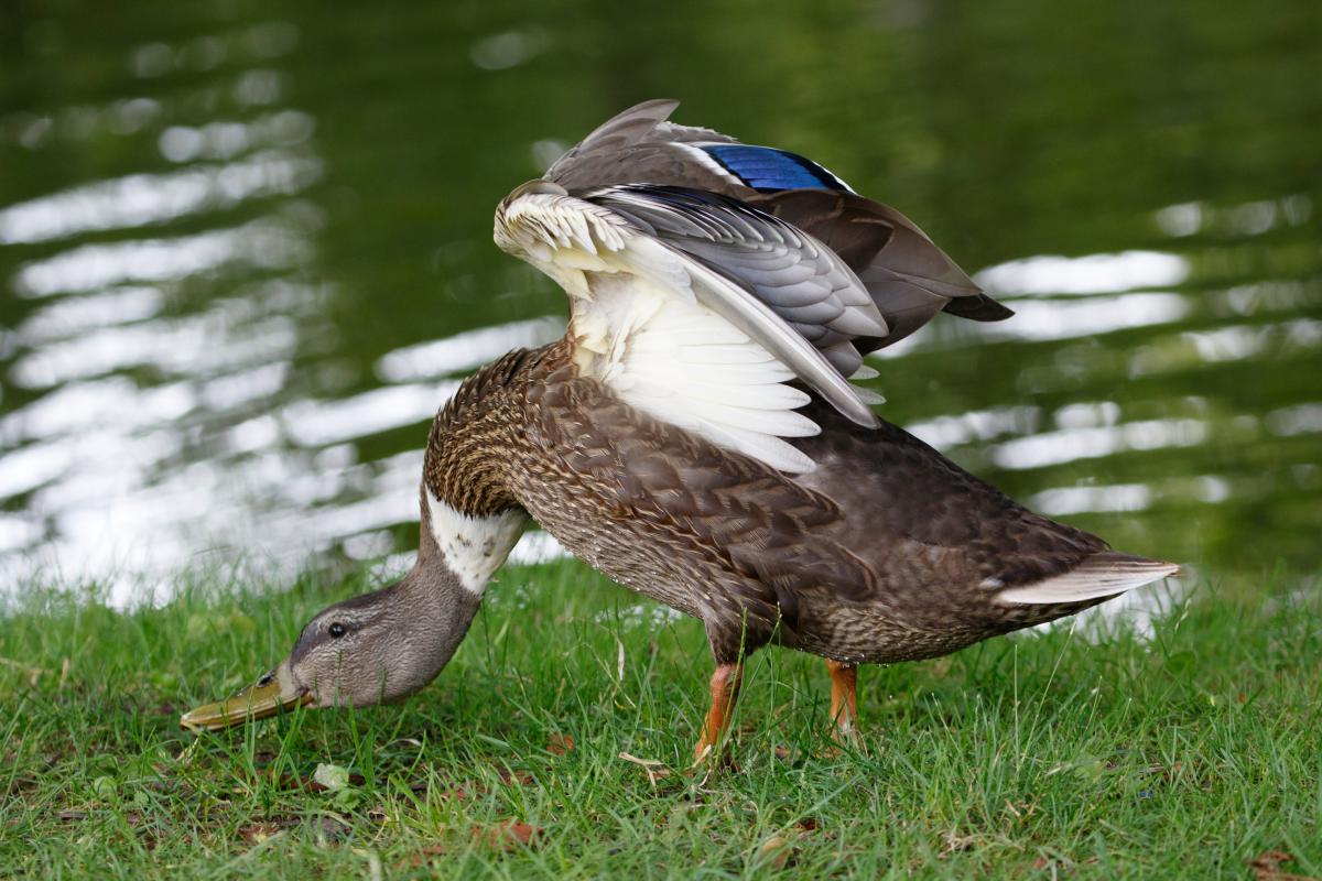 Mallard (Anas platyrhynchos)