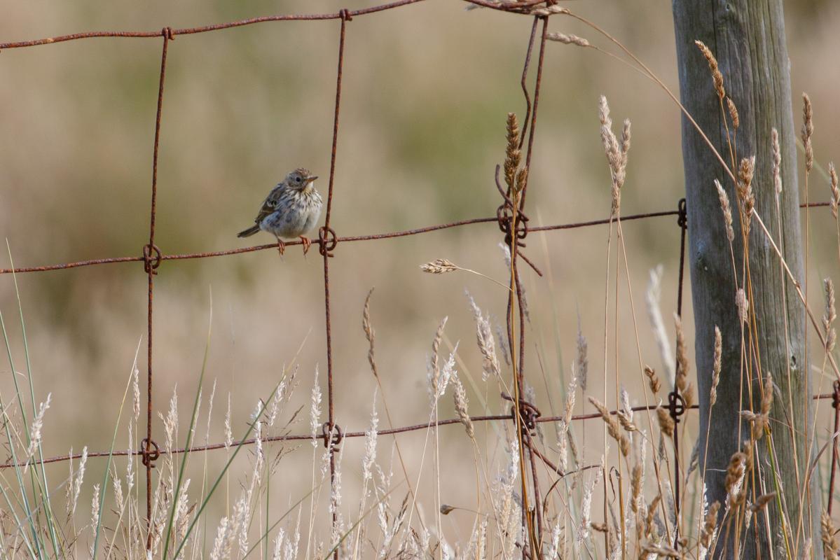 Meadow pipit (Anthus pratensis), De Cocksdorp, Noord-Holland, Netherlands, 2016-07-13 Meadow pipit (Anthus pratensis)