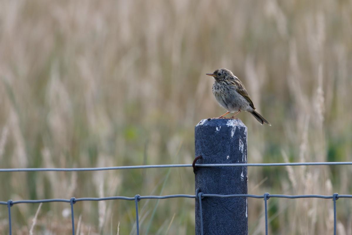 Meadow pipit (Anthus pratensis), De Cocksdorp, Noord-Holland, Netherlands, 2016-07-13 Meadow pipit (Anthus pratensis)