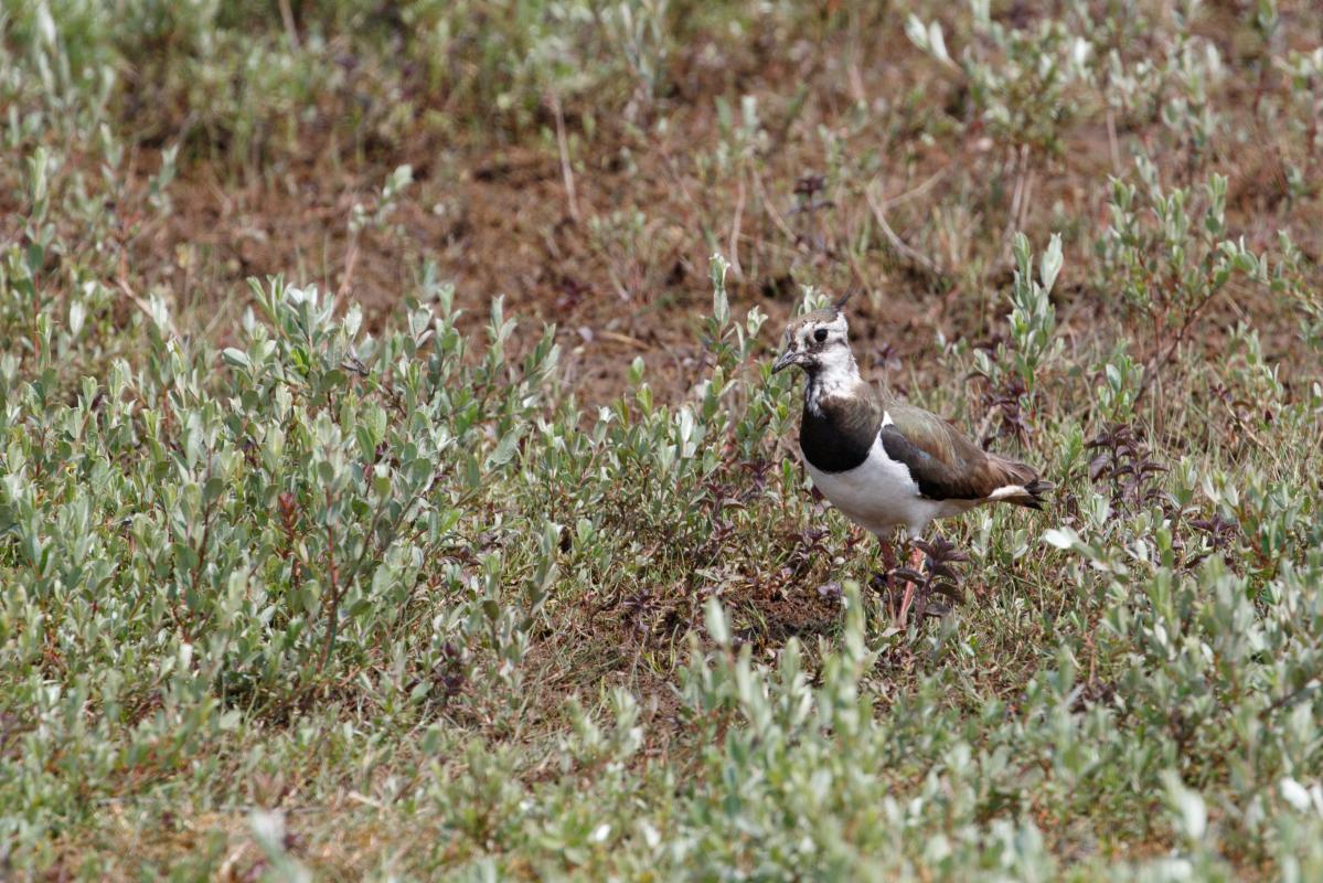 Northern lapwing (Vanellus vanellus), Bloemendaal, Noord-Holland, Netherlands, 2016-07-10 Northern lapwing (Vanellus vanellus)