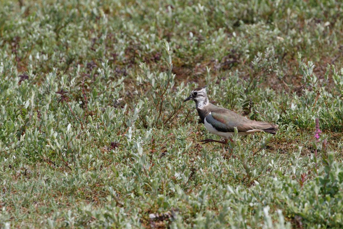Northern lapwing (Vanellus vanellus), Bloemendaal, Noord-Holland, Netherlands, 2016-07-10 Northern lapwing (Vanellus vanellus)