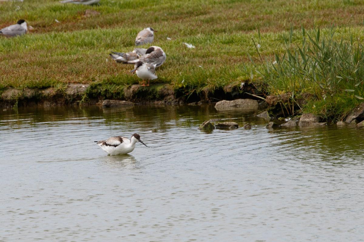 Pied avocet (Recurvirostra avosetta)