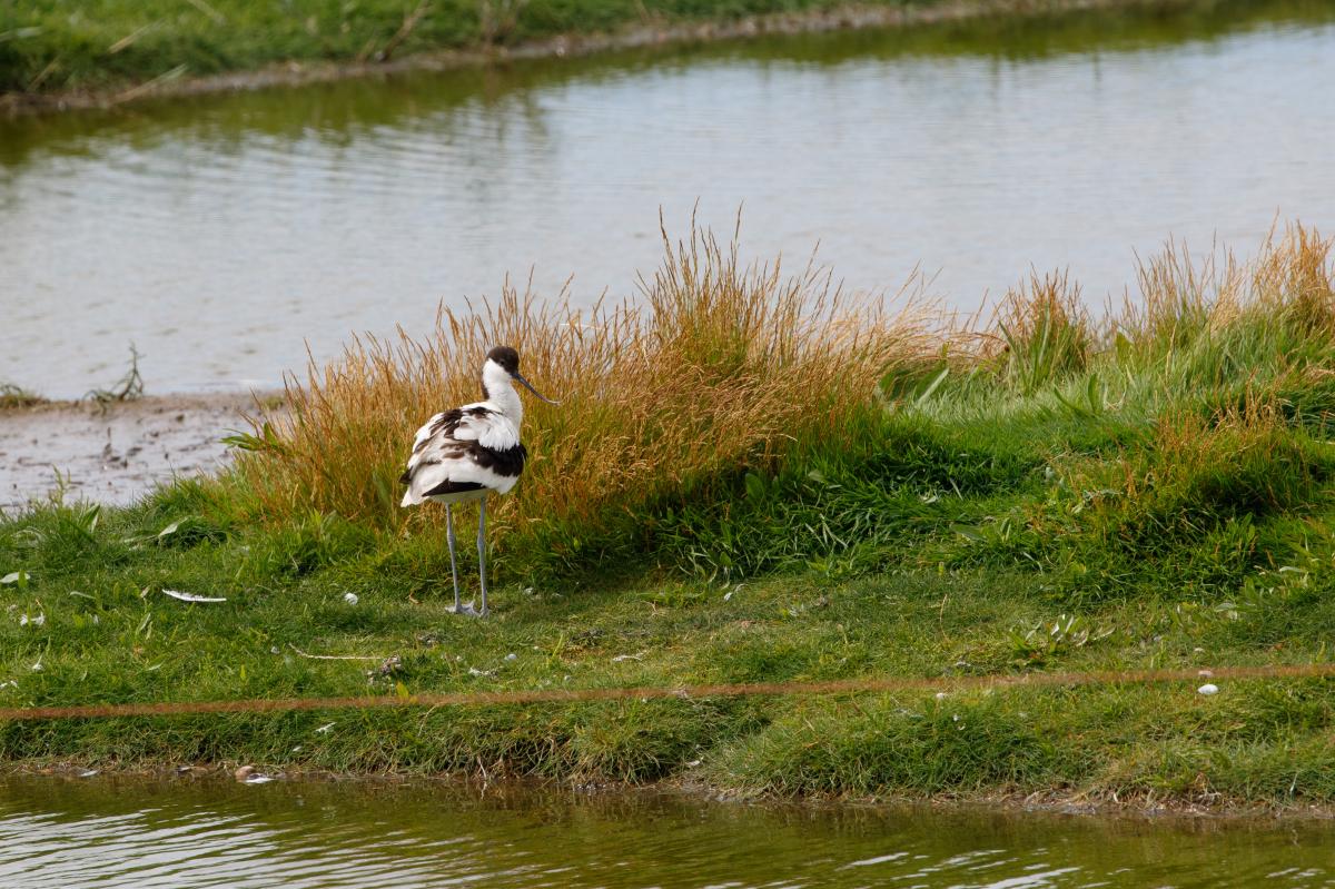 Pied avocet (Recurvirostra avosetta)