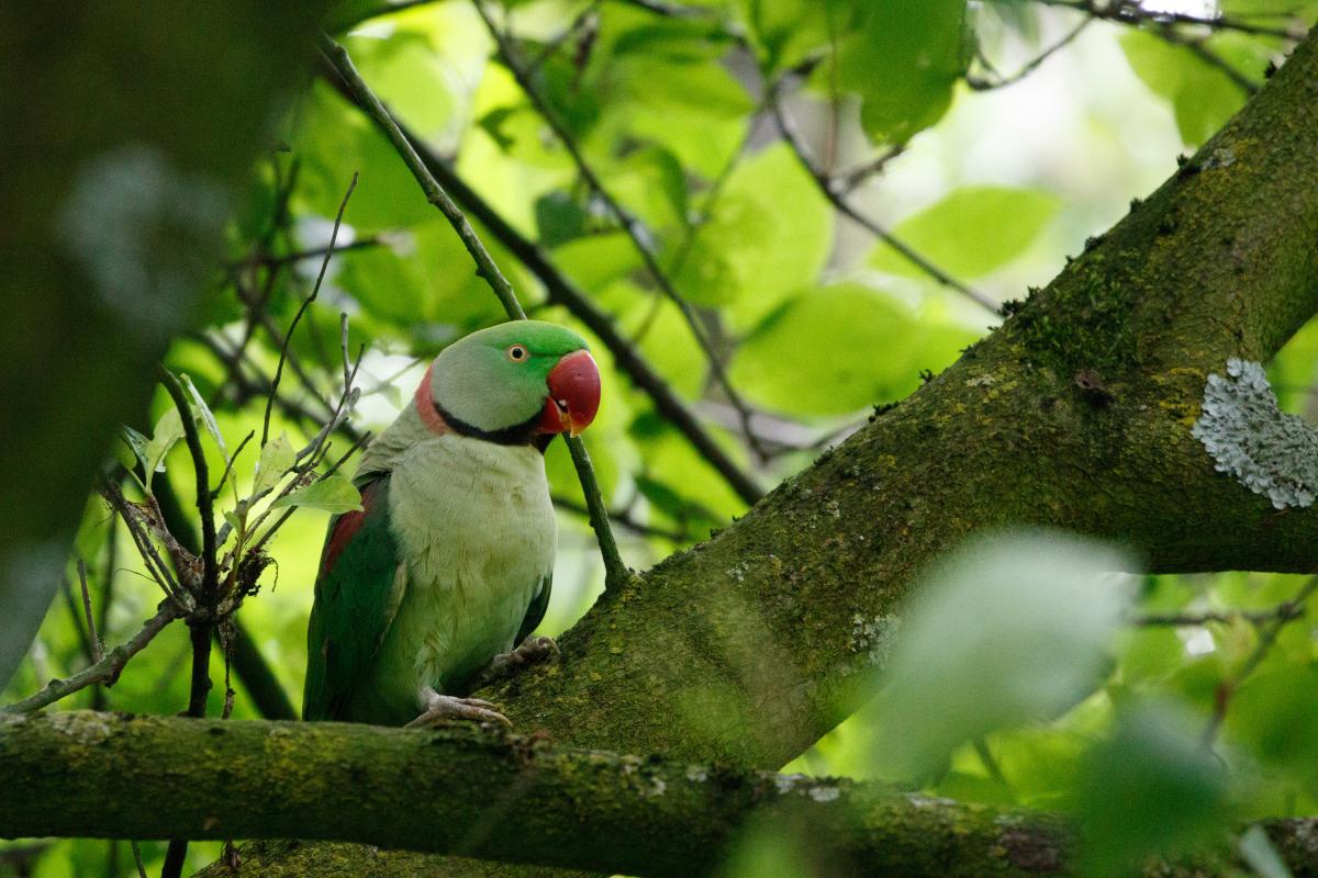 Rose-ringed parakeet (Psittacula krameri)