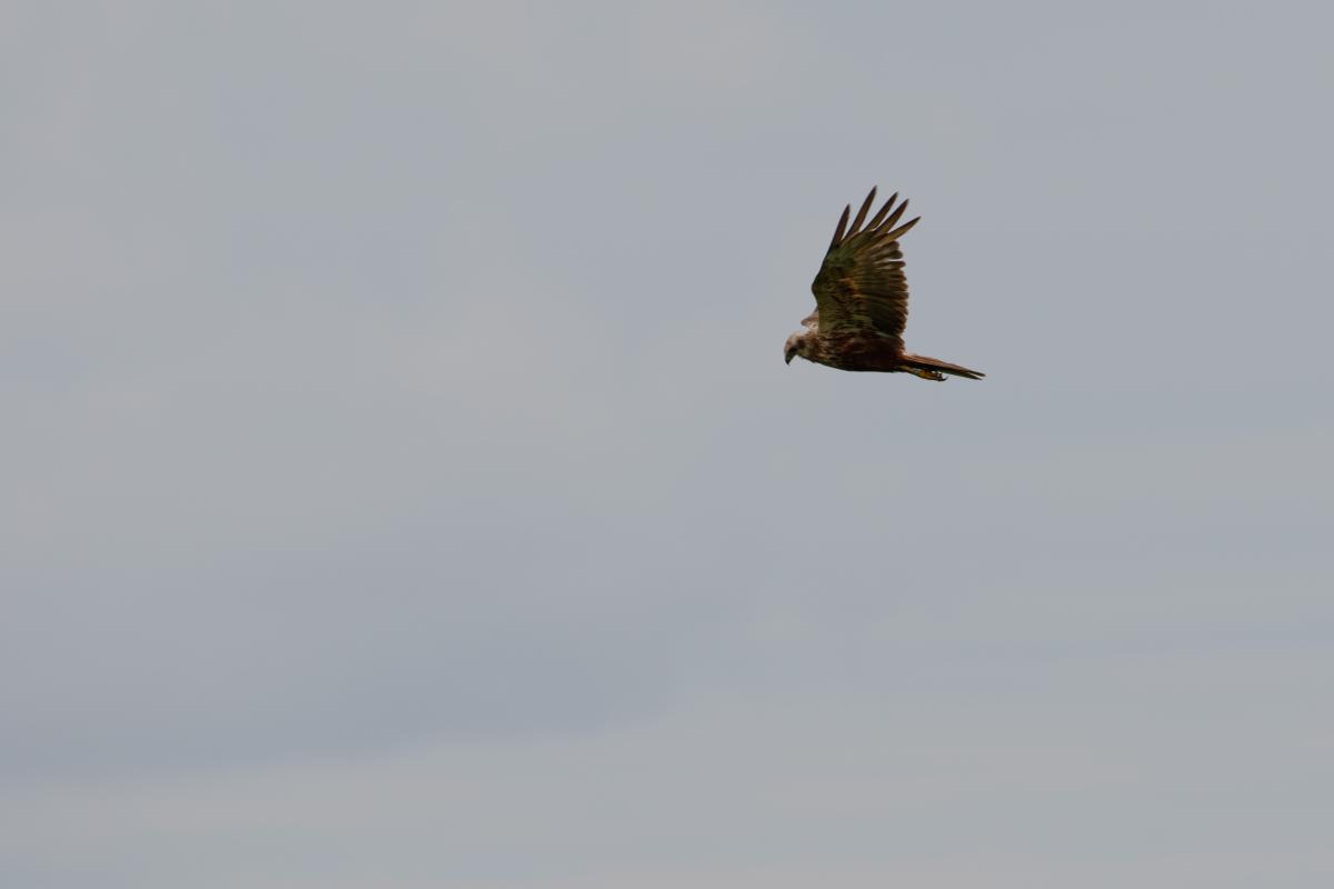 Western marsh harrier (Circus aeruginosus), Den Hoorn Texel, Noord-Holland, Netherlands, 2016-07-13 Western marsh harrier (Circus aeruginosus)