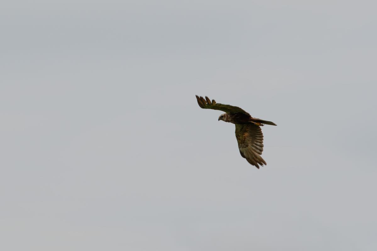 Western marsh harrier (Circus aeruginosus), Den Hoorn Texel, Noord-Holland, Netherlands, 2016-07-13 Western marsh harrier (Circus aeruginosus)