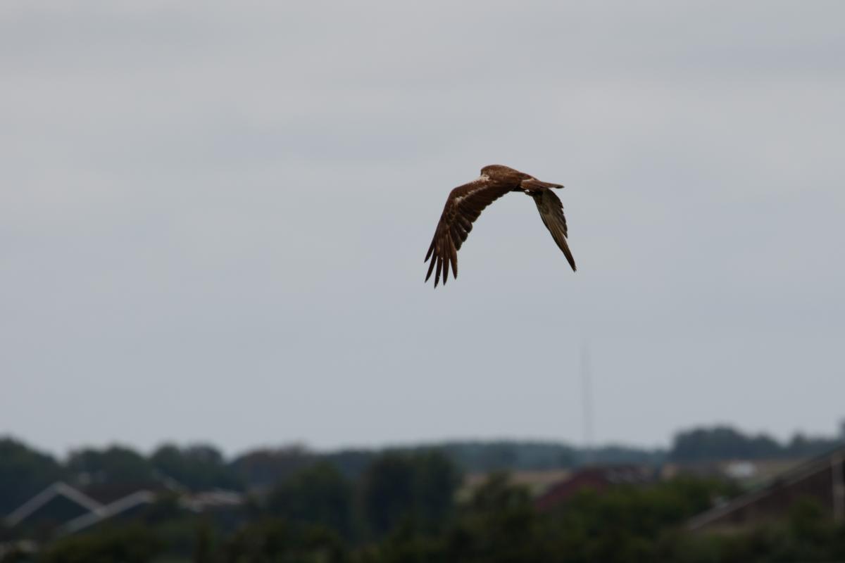 Western marsh harrier (Circus aeruginosus), Den Hoorn Texel, Noord-Holland, Netherlands, 2016-07-13 Western marsh harrier (Circus aeruginosus)
