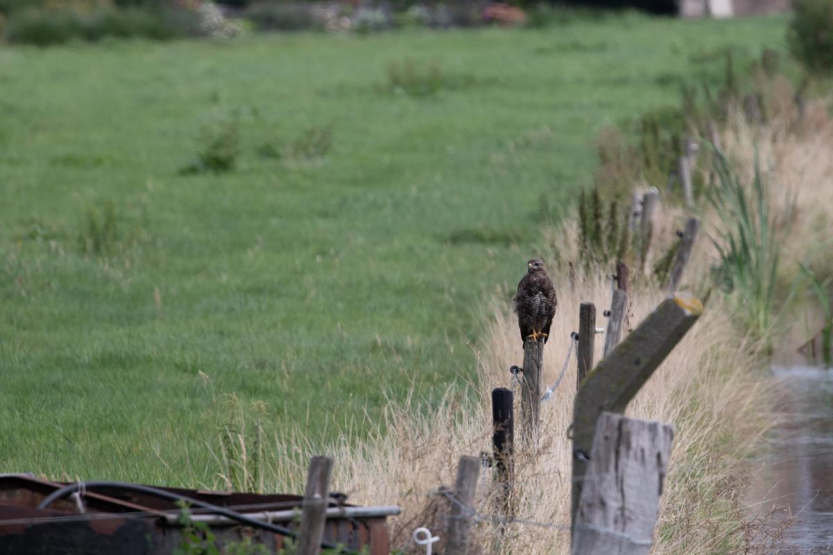 Common buzzard (Buteo buteo)