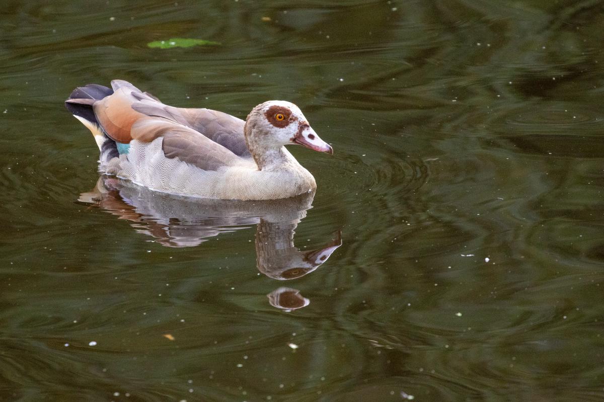 Egyptian goose (Alopochen aegyptiacus), Oude Stad, Haarlem, Noord-Holland, Netherlands, 2019-08-03 Egyptian goose (Alopochen aegyptiacus)