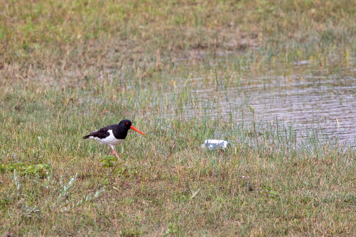Eurasian oystercatcher (Haematopus ostralegus), Overveen, Noord-Holland, Netherlands, 2019-08-01 Eurasian oystercatcher (Haematopus ostralegus)