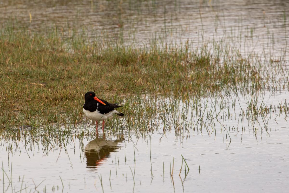 Eurasian oystercatcher (Haematopus ostralegus), Overveen, Noord-Holland, Netherlands, 2019-08-01 Eurasian oystercatcher (Haematopus ostralegus)
