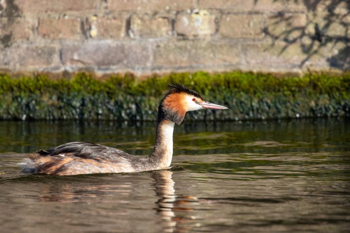 Great Crested Grebe (Podiceps cristatus), Oude Stad, Haarlem, Noord-Holland, Netherlands, 2019-08-03 Great Crested Grebe (Podiceps cristatus)