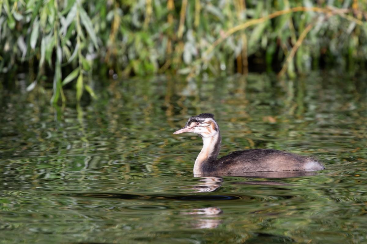 Great Crested Grebe (Podiceps cristatus), Oude Stad, Haarlem, Noord-Holland, Netherlands, 2019-08-03 Great Crested Grebe (Podiceps cristatus)
