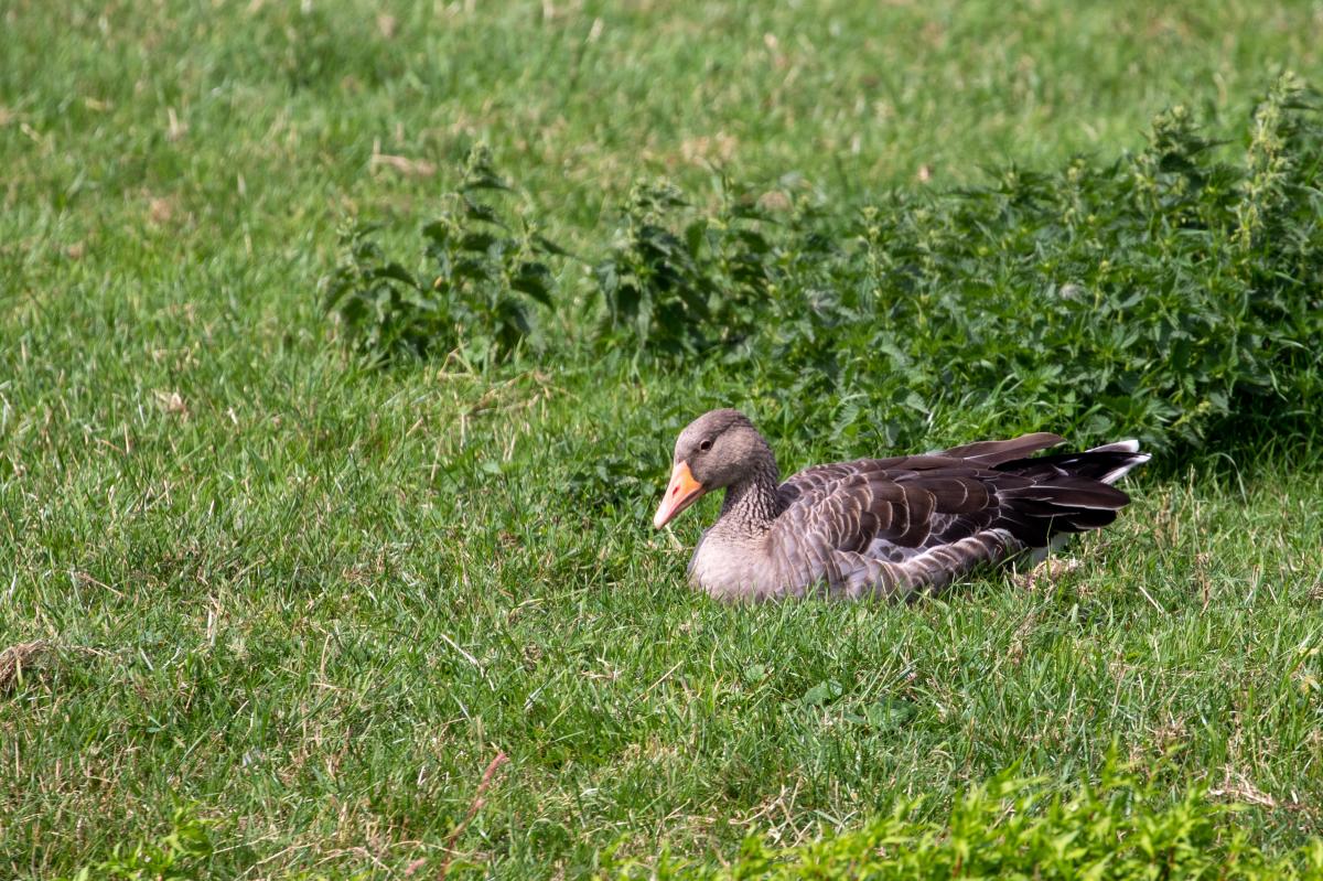 Greylag Goose (Anser anser)