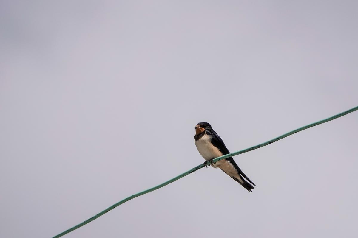 Barn Swallow (Hirundo rustica)